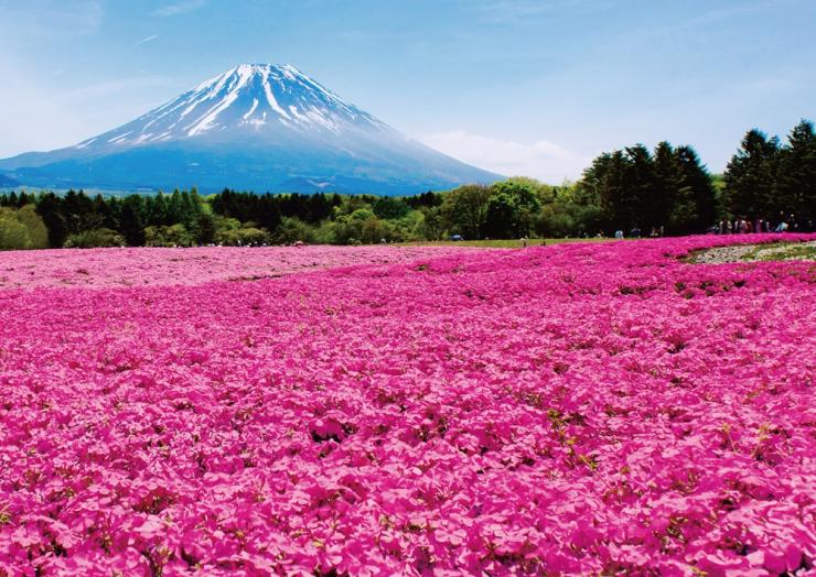 ＧＷおすすめスポット 富士芝桜