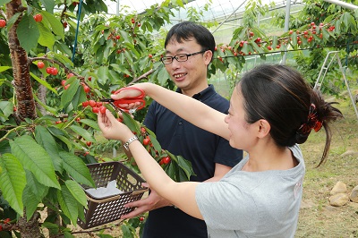 観光農園さんによっては摘み取りの量り売り対応あり