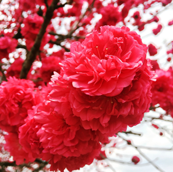 まるきたはなもも園 花桃