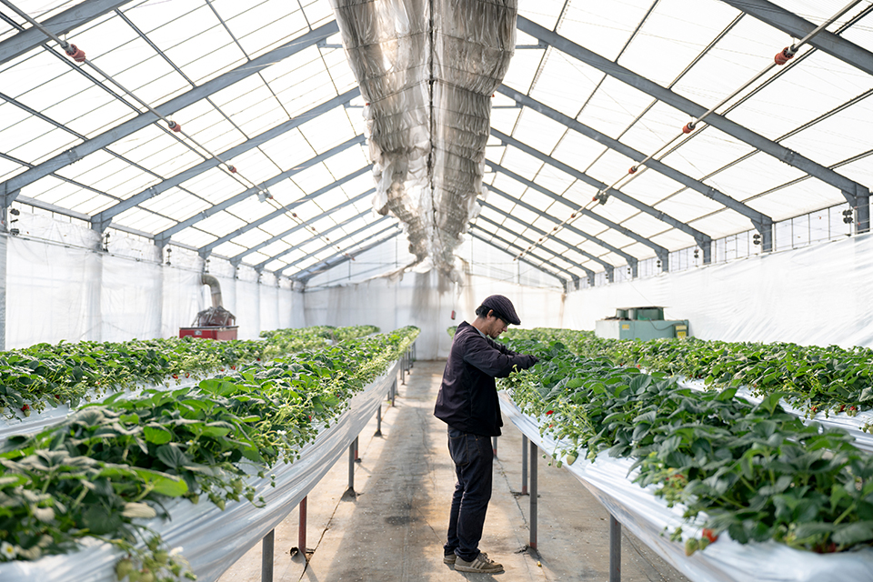 ひじかた洋蘭いちご園