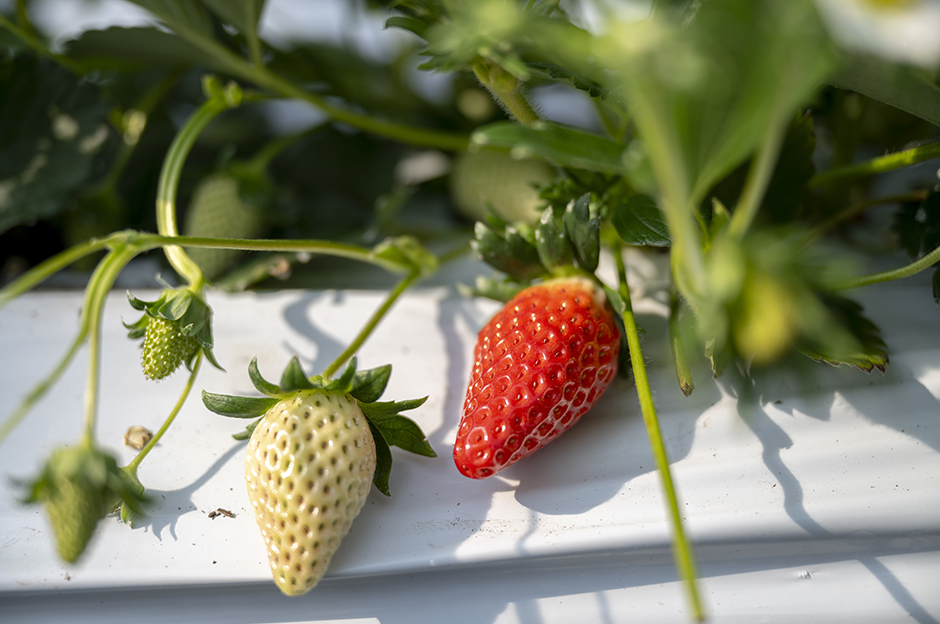 生育状況を細かくチェック