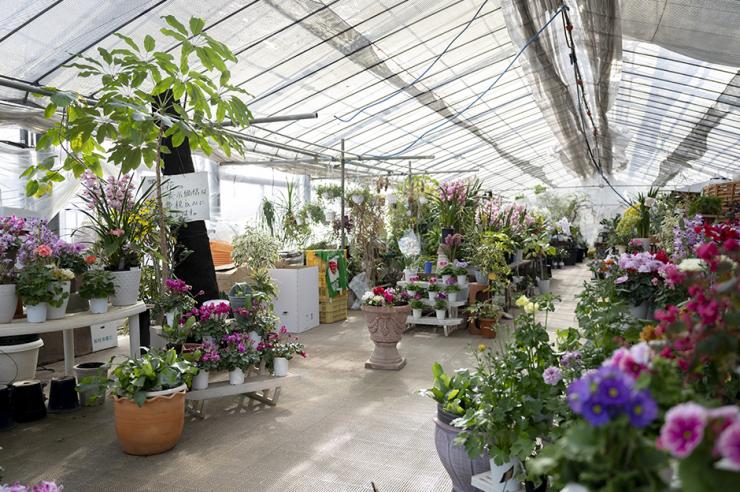 素敵な花々が並ぶ蘭園