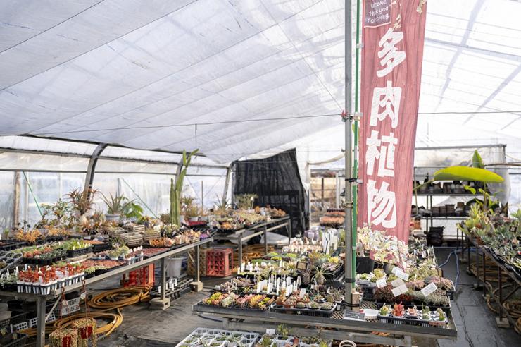 多肉植物が勢揃い