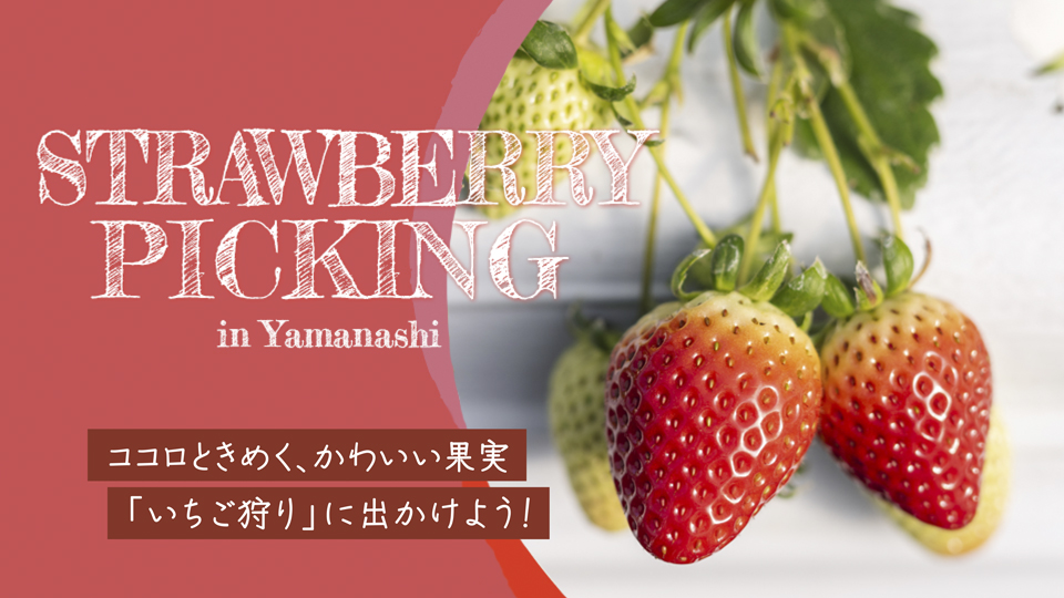 山梨おすすめいちご狩り農園