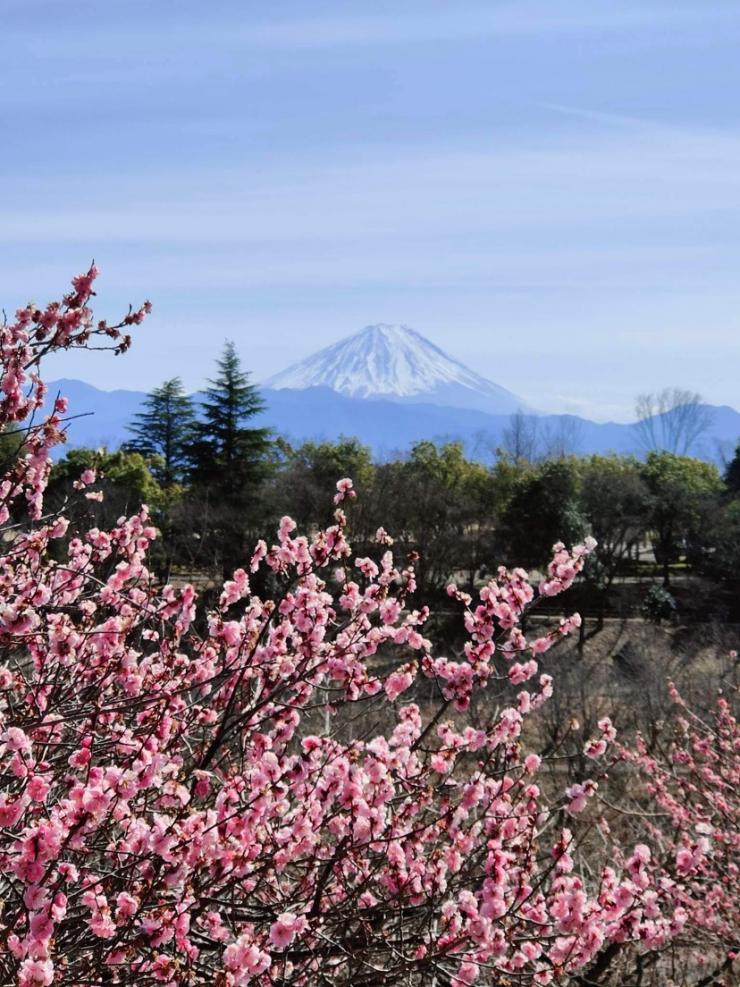 富士山と梅の花