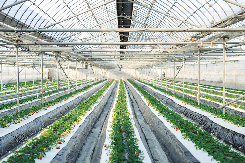 〜太陽と大地の恵み〜⑧番石原農場