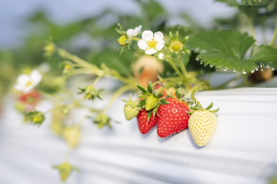 太陽の光と、農場こだわりの土の恵みを受け、健康的な環境で育ついちご