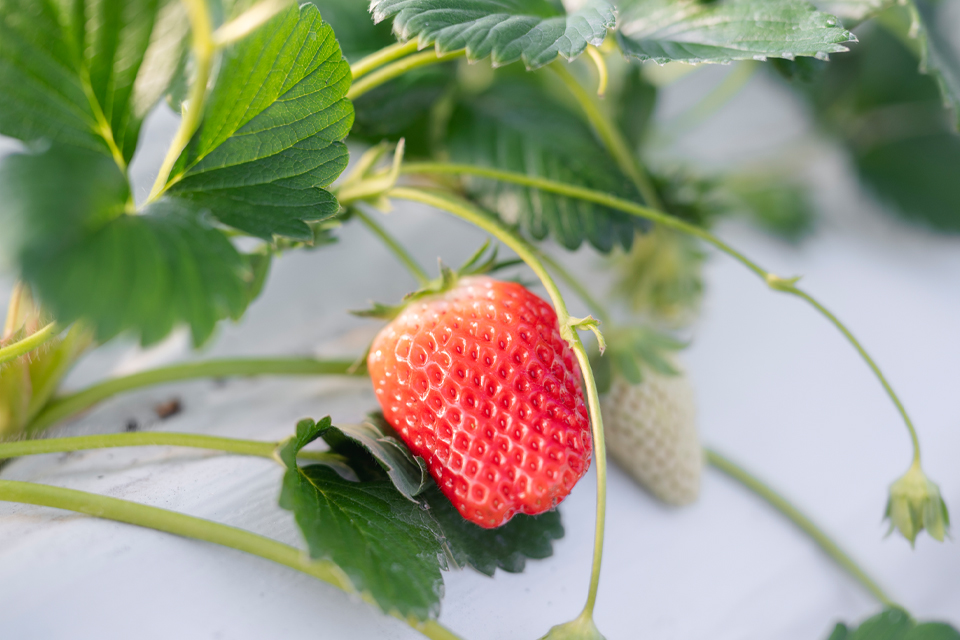 石原農場のいちご