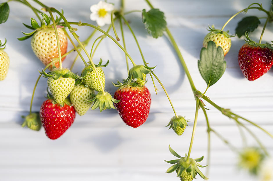 甘みと爽やかな酸味、光沢のある鮮やかな赤色が綺麗な『ほしうらら』