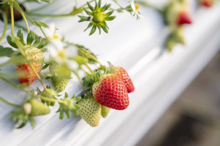 濃厚な甘みとやや硬めの食感が特徴。程よい酸味も心地良い『スターナイト』