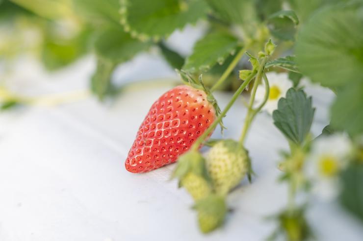 果実は大きめで細長い円錐形。甘みが強く、酸味が少ない『章姫』