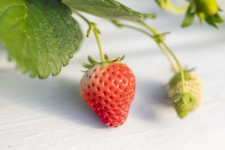 甘みはもちろん適度な酸味があり、味わいのバランスが良い『星の煌めき』