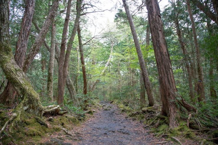 青木ヶ原樹海の様子