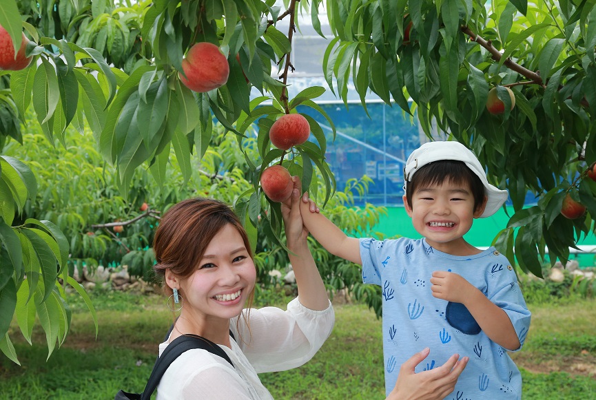 山梨のもも狩りベストな時期やコツは？