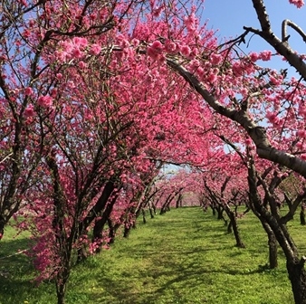 まるきたはなもも園 桃の花トンネル