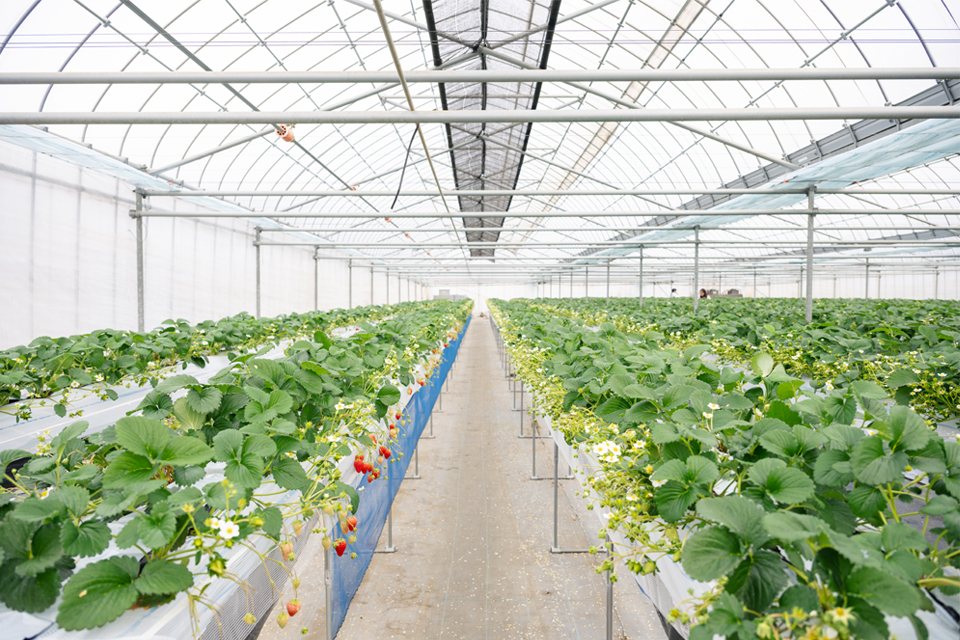 まるせい農園園内