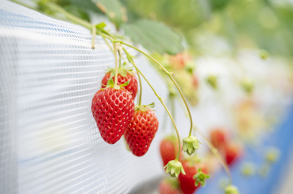 甘みと酸味のバランスが良く大人気の『紅ほっぺ』