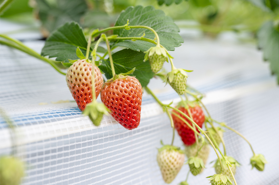 どのいちごにしようかな？優しく摘んでおいしく食べる楽しい時間