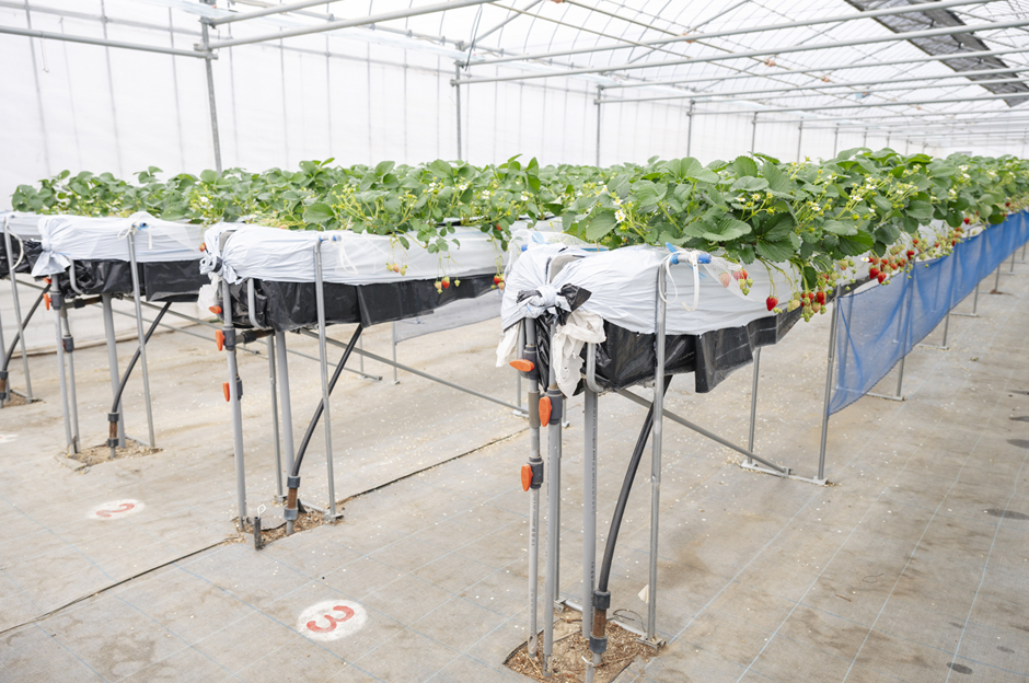 清潔に整えられたハウス内