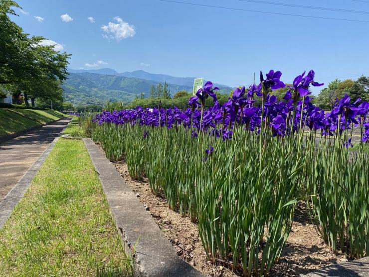 滝沢川あやめ祭り