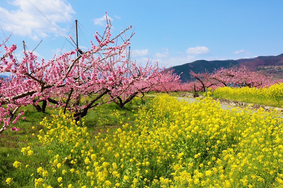 山梨市菜の花ロードの桃の花