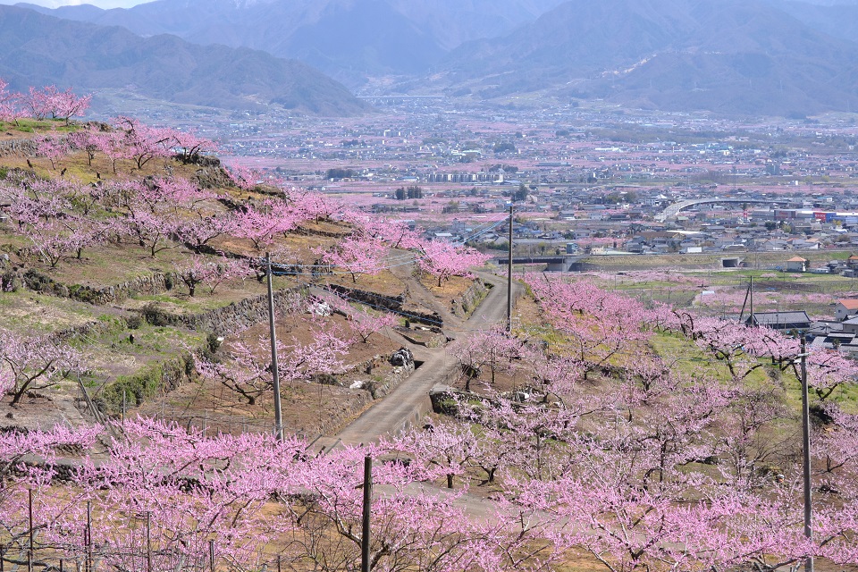 フルーツラインの桃の花