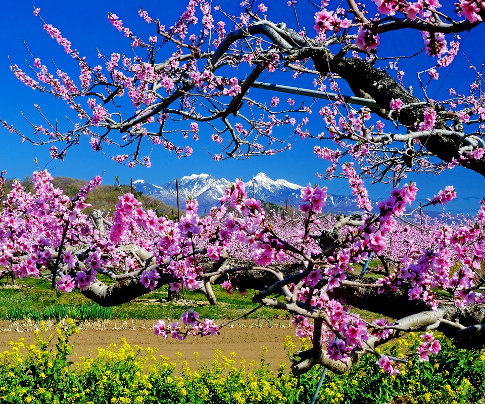 新府桃源郷の桃の花