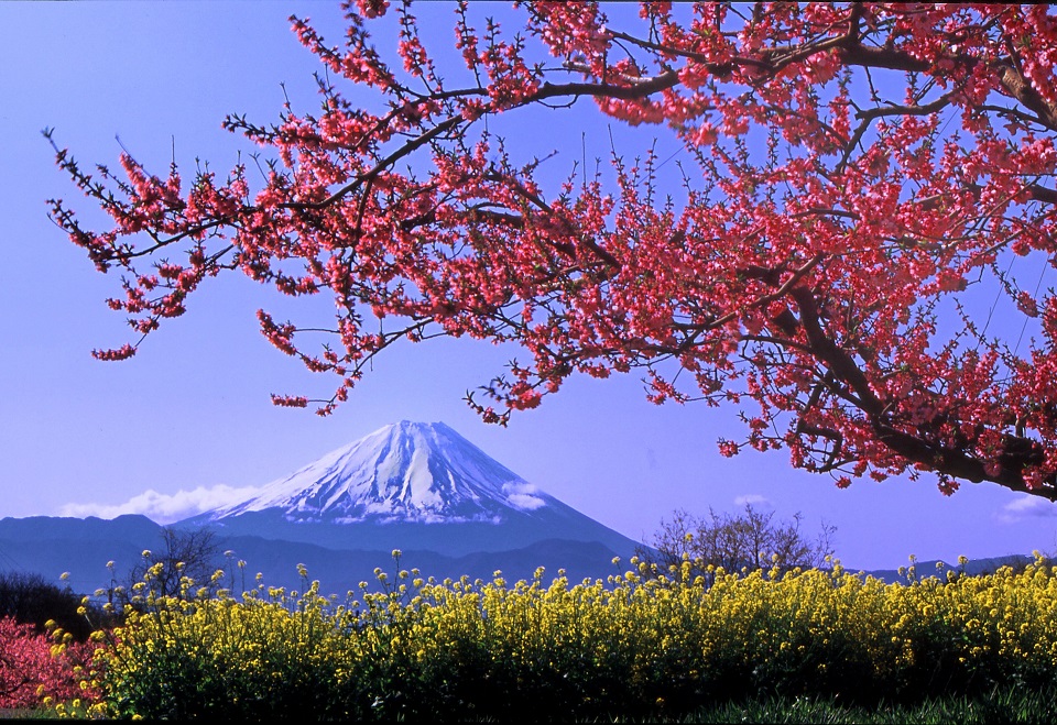 新府桃源郷の桃の花と富士山