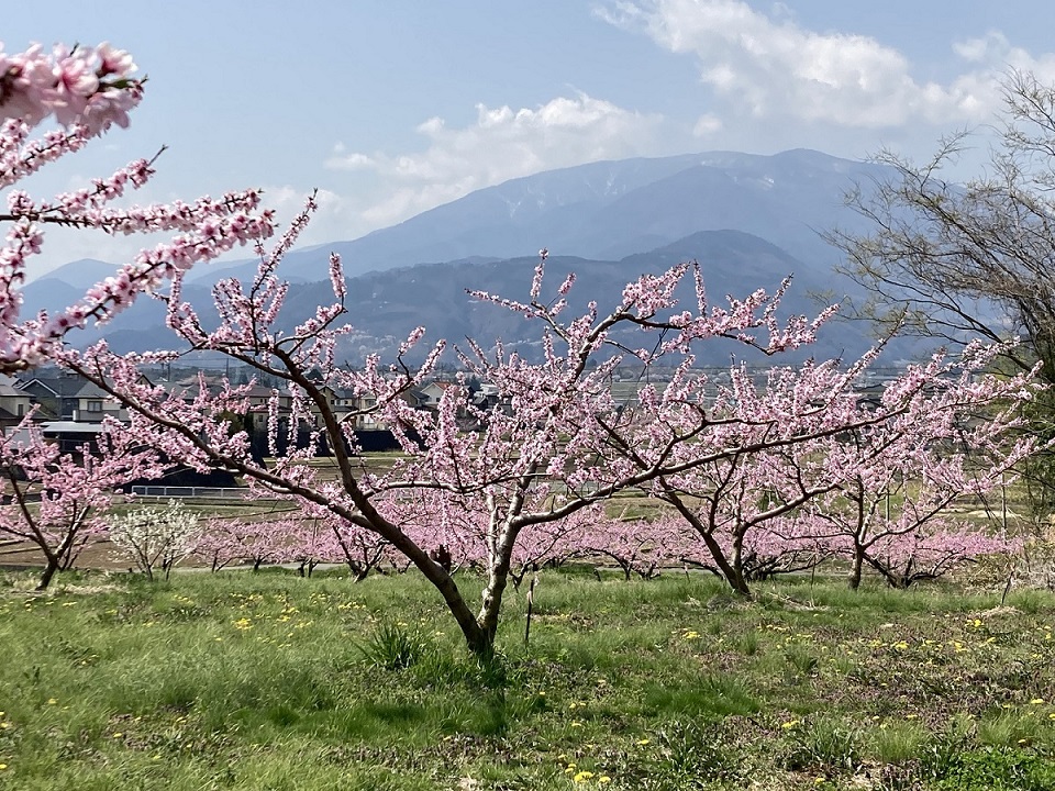 大草町の桃の花