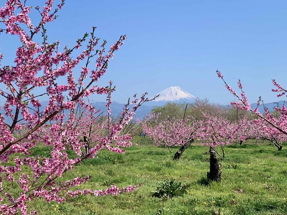 大草町の桃の花と富士山