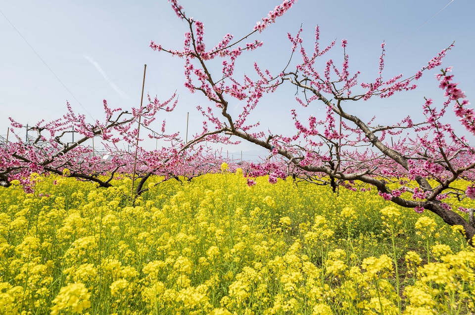 笛吹市御坂町の桃の花と菜の花