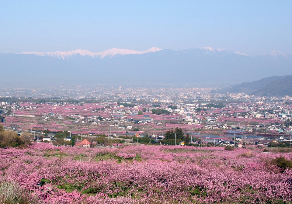 笛吹市一宮町の桃の花