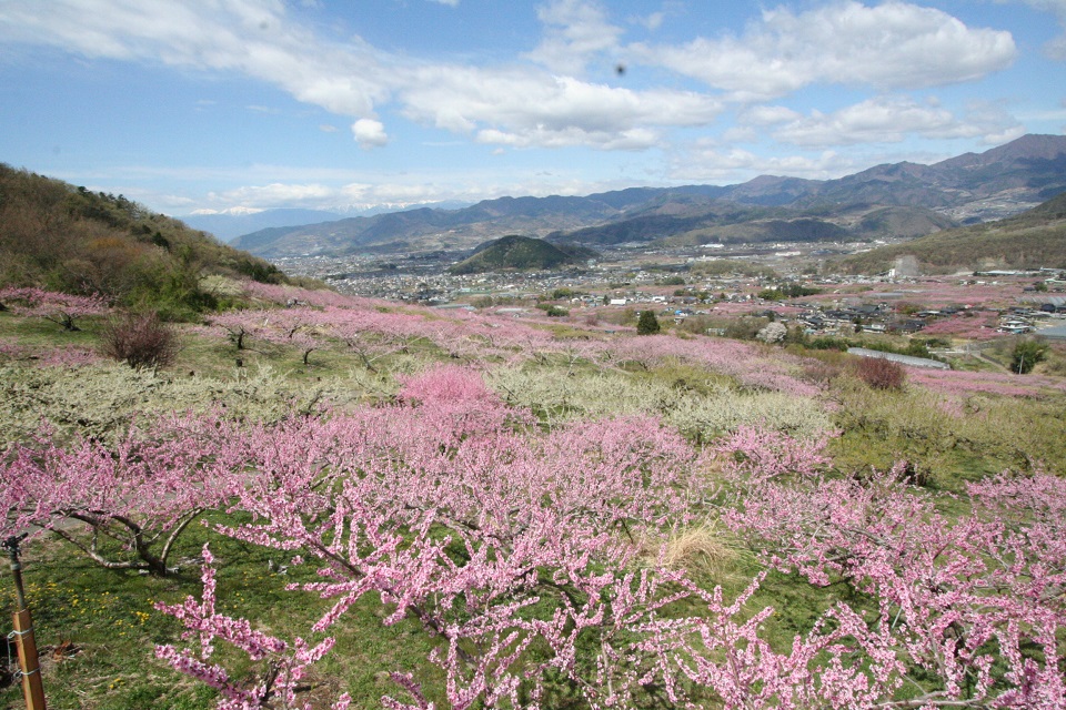 えんざん桃源郷の桃の花