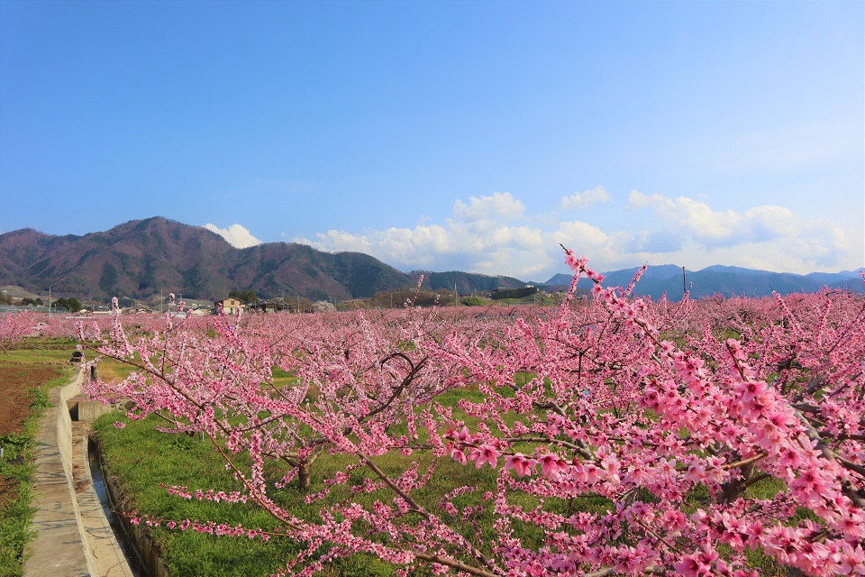 清水橋周辺の桃の花