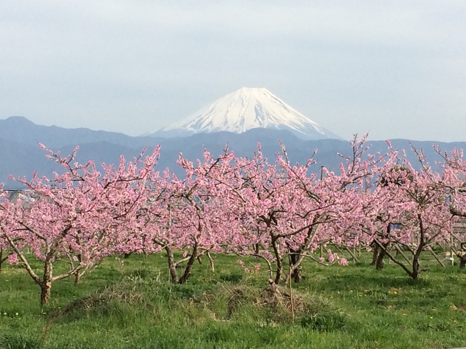 南アルプス市からのももの花