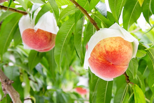 桃の画像