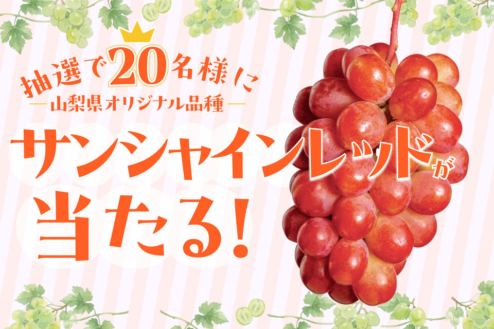 プレゼント「サンシャインレッド」