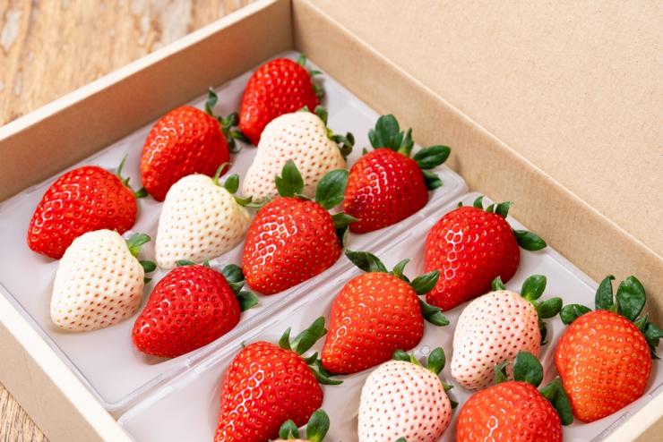 プレゼントの紅白大粒いちご