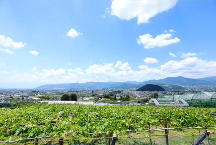 ピュアフルーツ内田屋からの甲府盆地