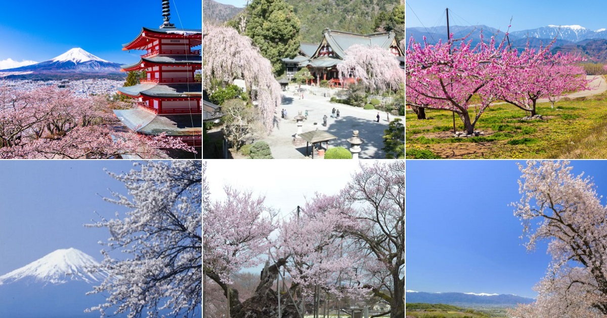 更新終了 22年開花情報 富士の国やまなし観光ネット 山梨県公式観光情報