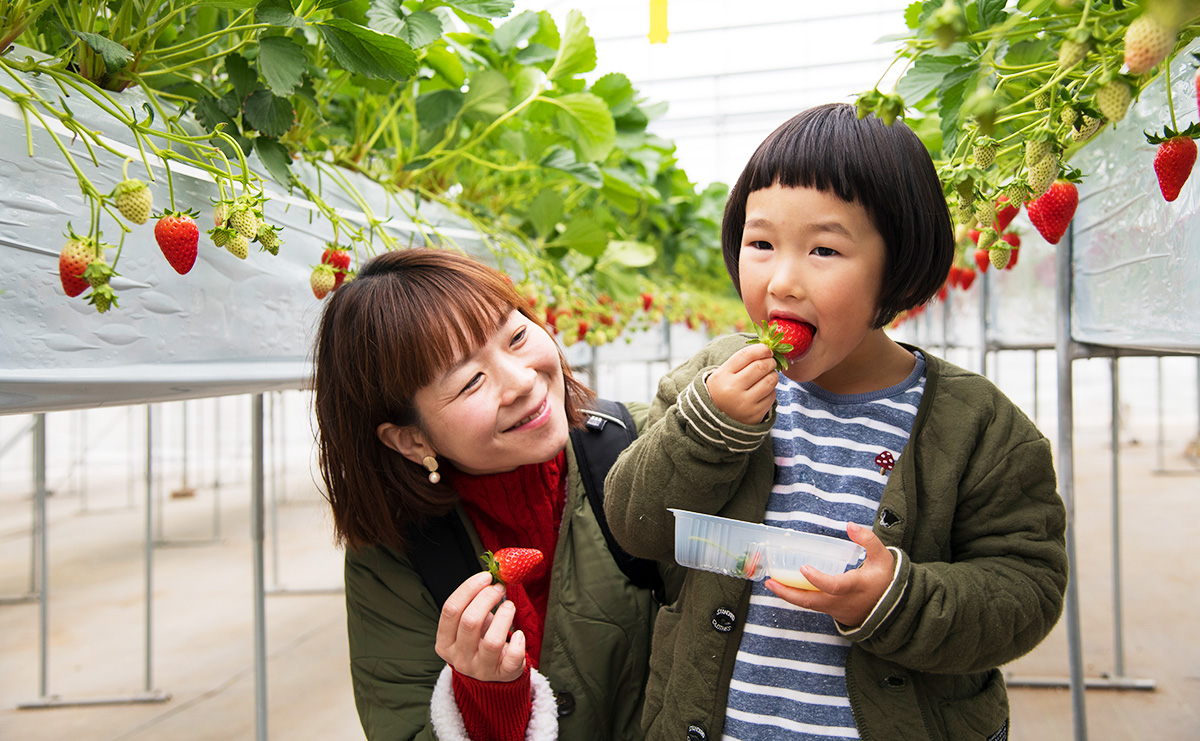 山梨のおすすめ いちご狩り特集