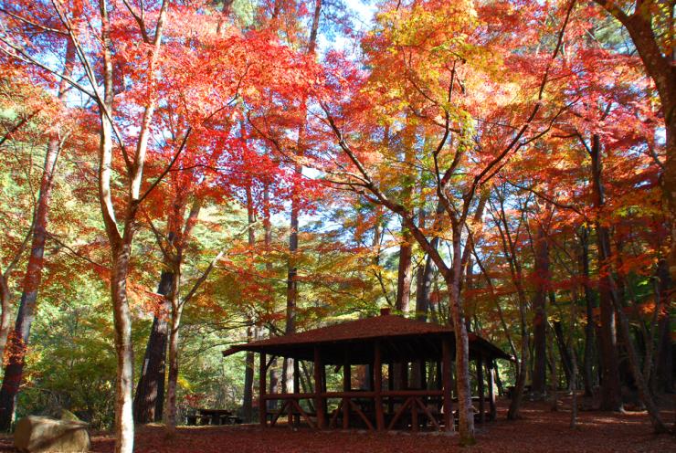 紅葉の天鼓林