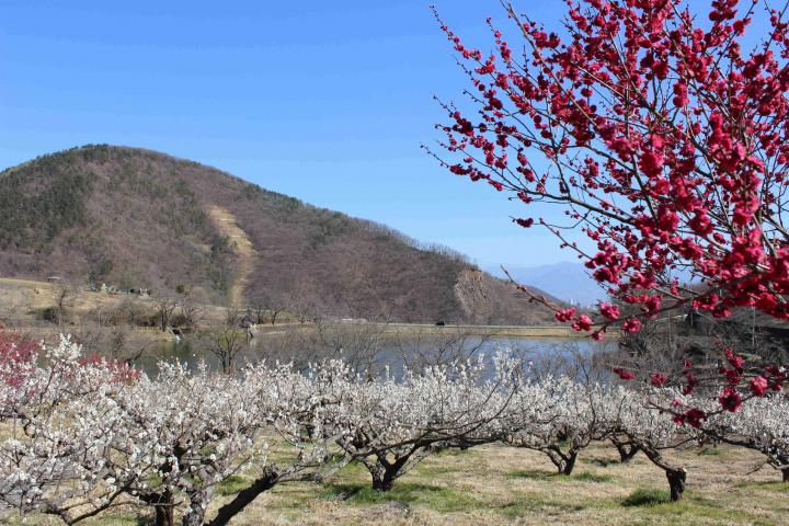 敷島梅の里