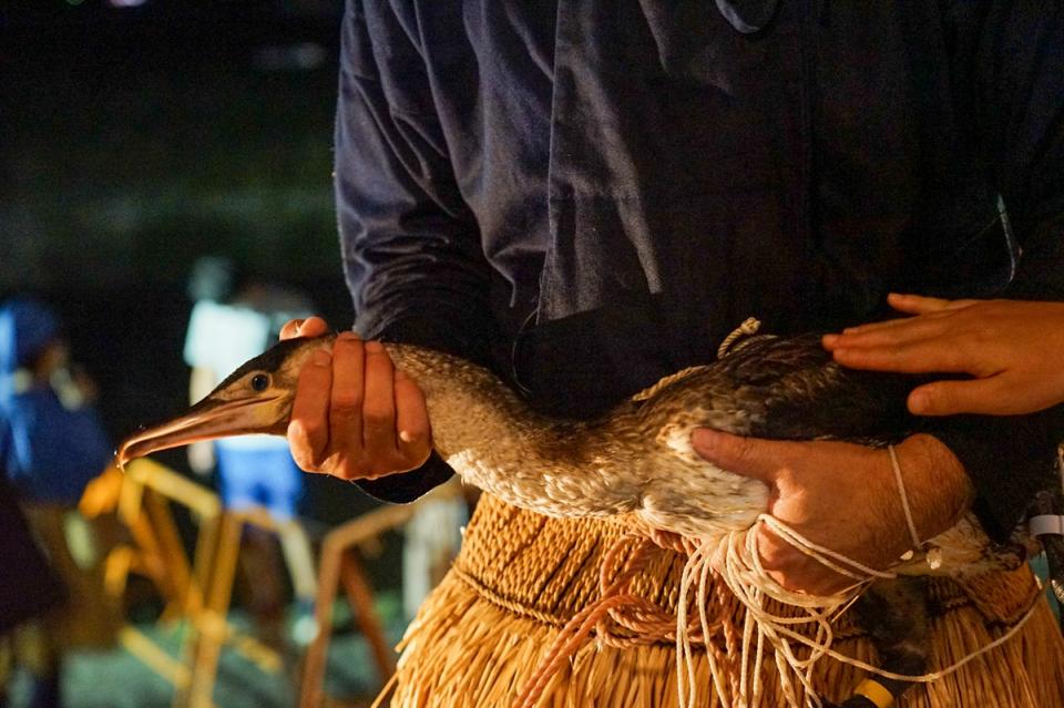 鵜とのふれあい