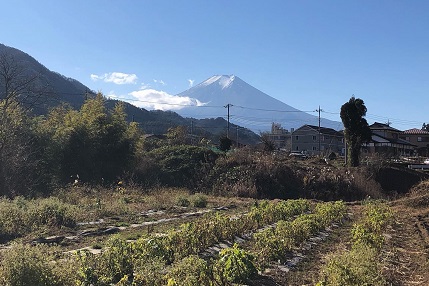 富士山が見える畑での体験は気分もあがります。