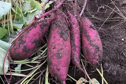 旬の野菜は味も栄養価も抜群です。