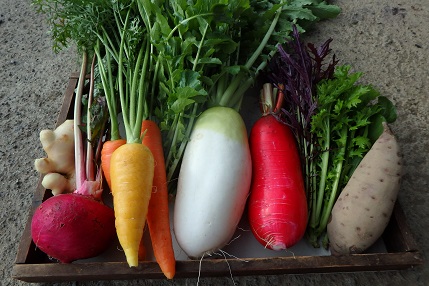 見たことがない色鮮やかな野菜の収穫は食育にも。