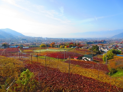 ぶどう畑の紅葉