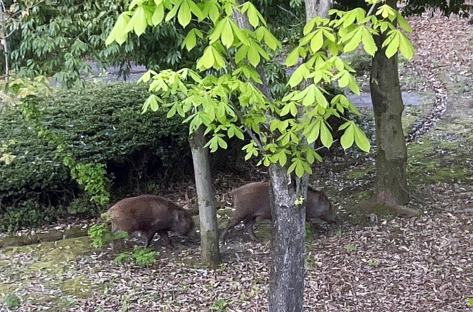 かつて山梨県立考古博物館に現れたイノシシ