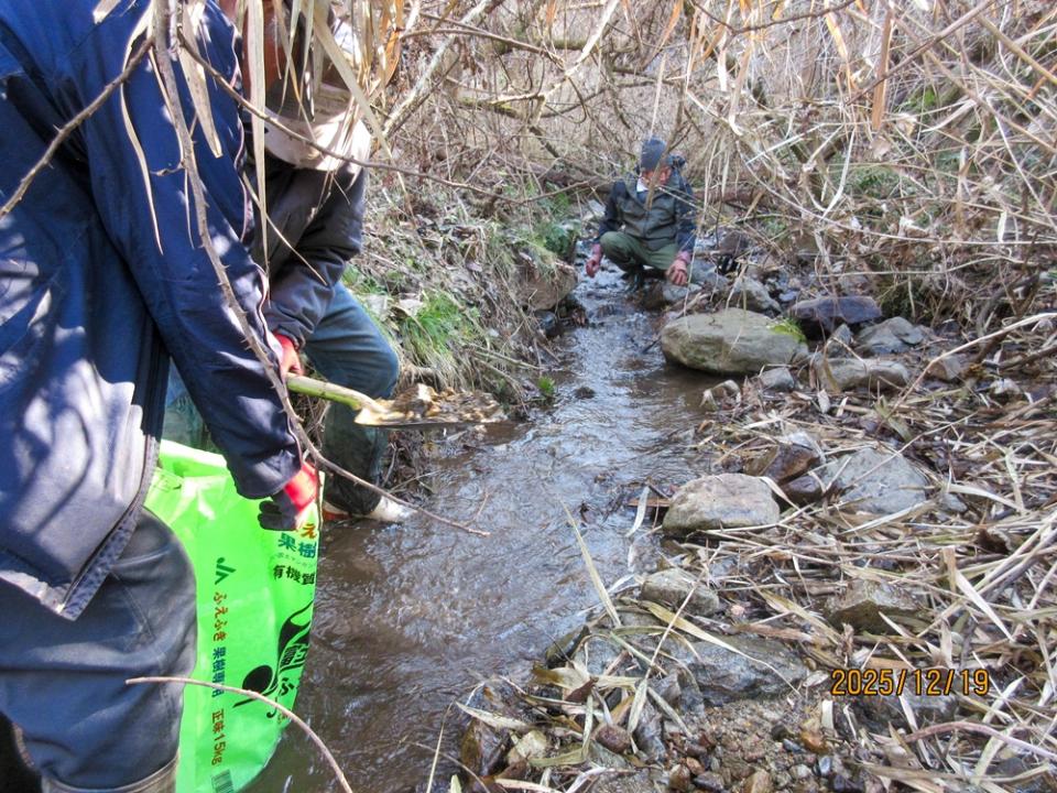 ほたる水路への放流の様子